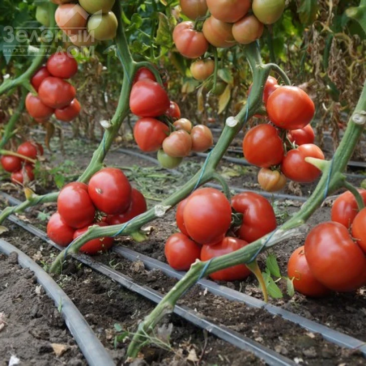 Макан F1 / Macan F1,55 дней фото 3