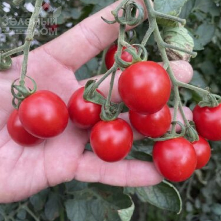 Денвер F1 / Denver F1, 95 днів фото 3