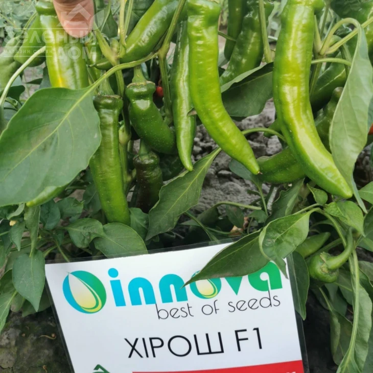 Хирош F1 / Hirosh F1,50-55 дней фото 3