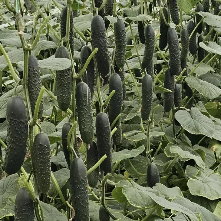 Алпагу F1 / Alpagu F1 фото 1