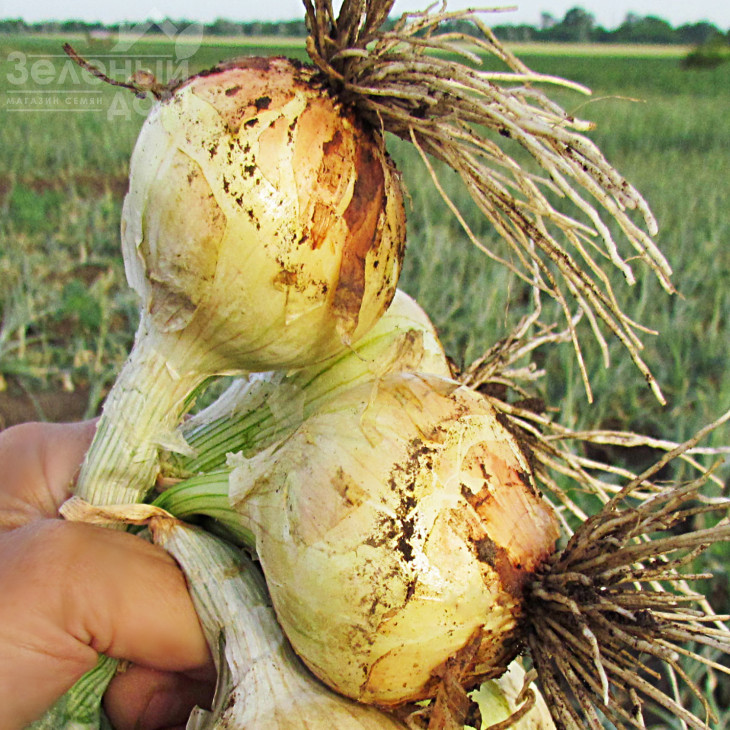 Булат F1 / Bulat F1 фото 1