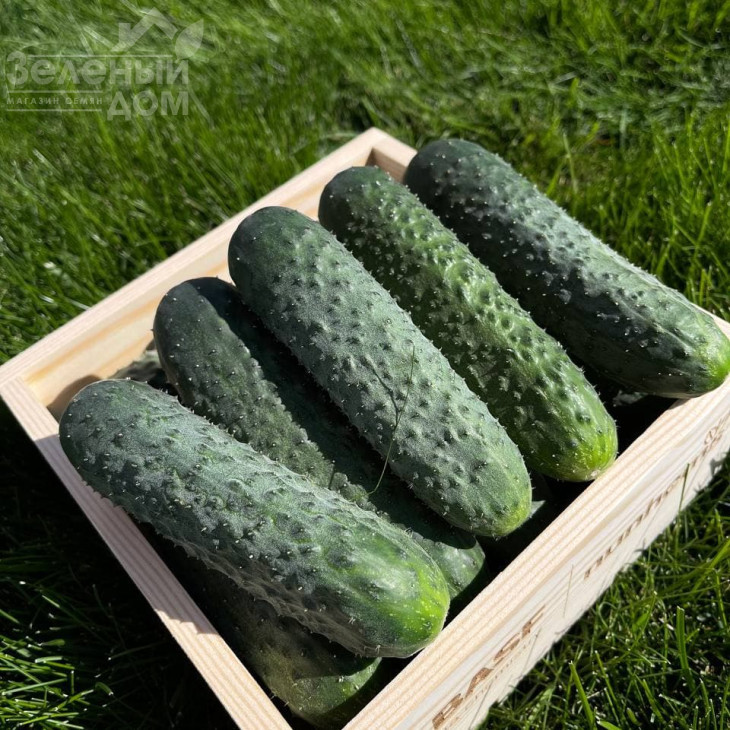 Елітор F1 / Elitor F1 фото 3