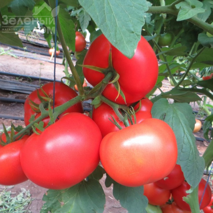 Целестін F1 / Celestin F1,65 днів фото 1