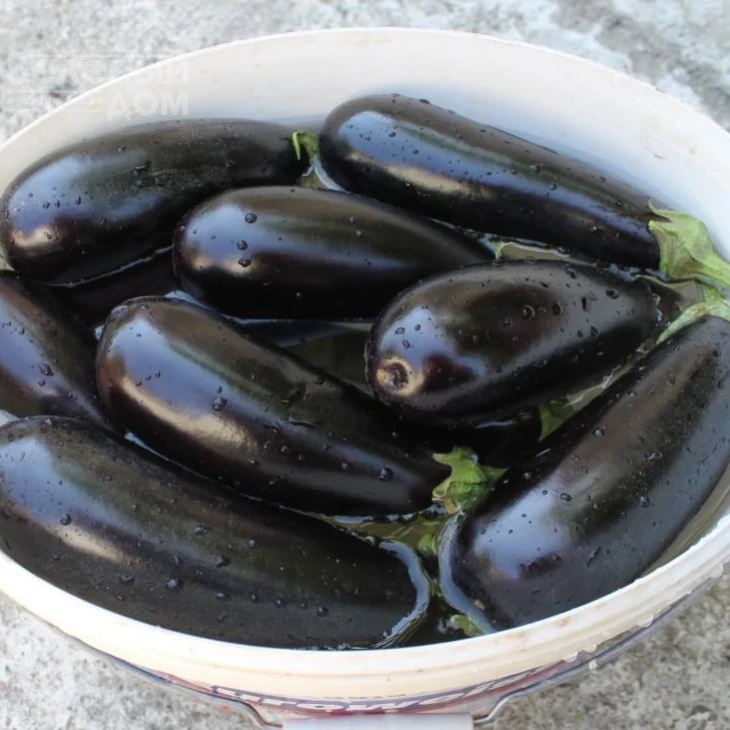 Честер F1 / Chester F1,65-75 дней фото 3