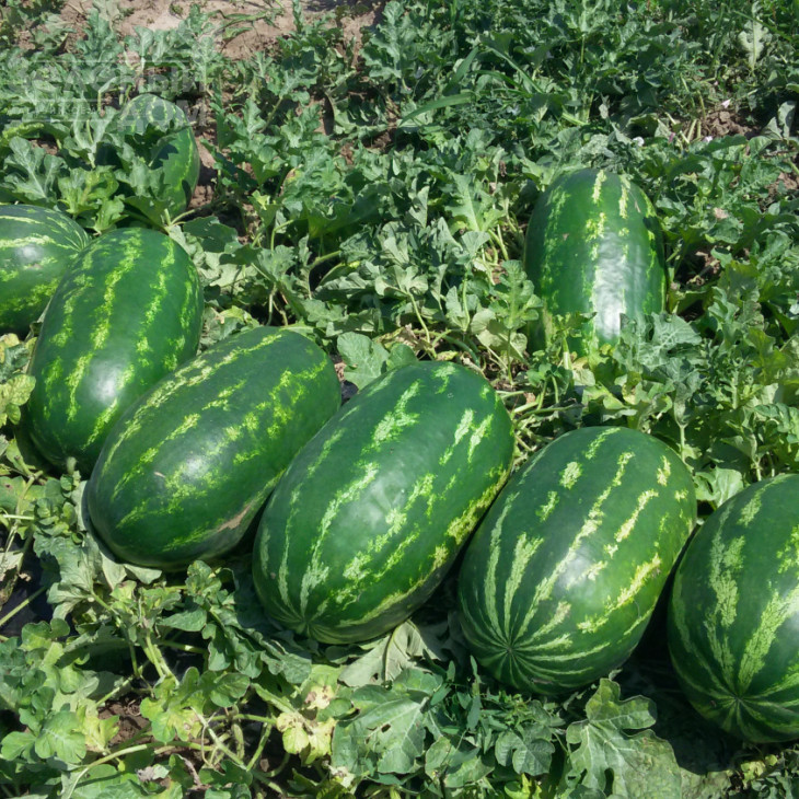 Турбо 840 F1 / Turbo 840 F1 фото 3