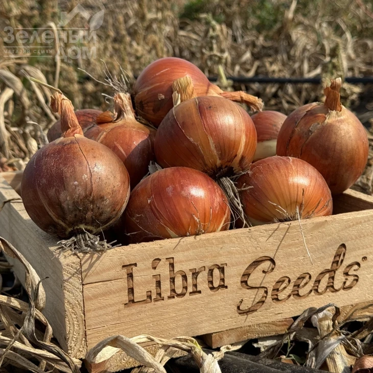 005 F1 / 005 F1, 100-105 дней фото 2