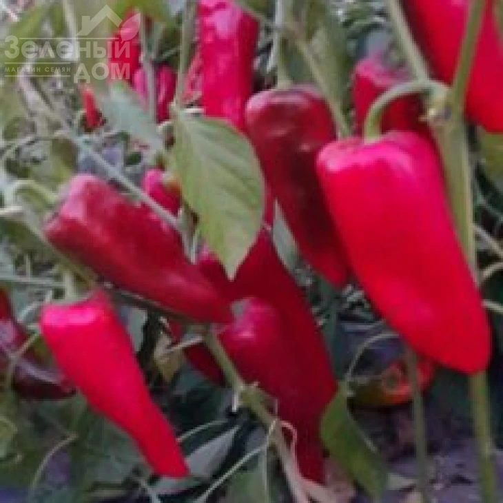 Спарк F1 / Spark F1,60 дней фото 1