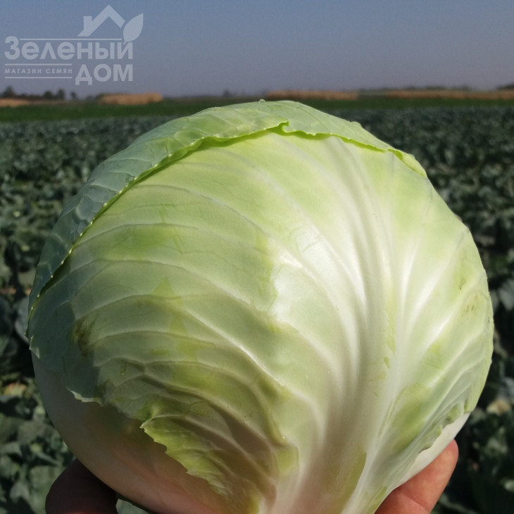 Коронет F1 / Koronet F1,110-120 днів фото 1