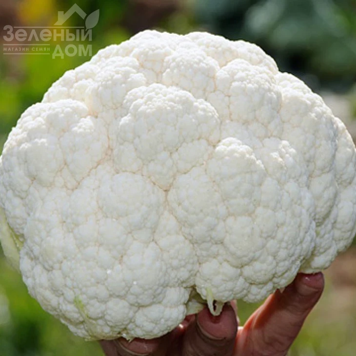 Клаптон F1 / Clapton F1,80-85 дней фото 1