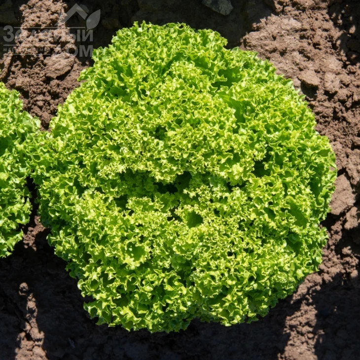 Бриэтта / Brietta  фото 1