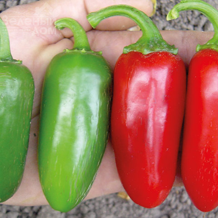 Форахідо F1 / Forakhido F1 фото 1