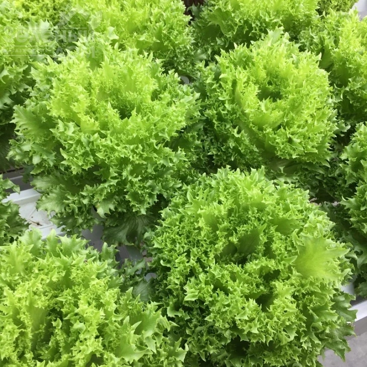 Криспинет / Krispinet фото 1