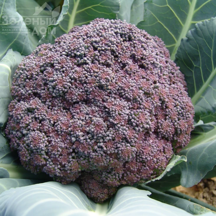 Миранда / Miranda,95-105 дней фото 1