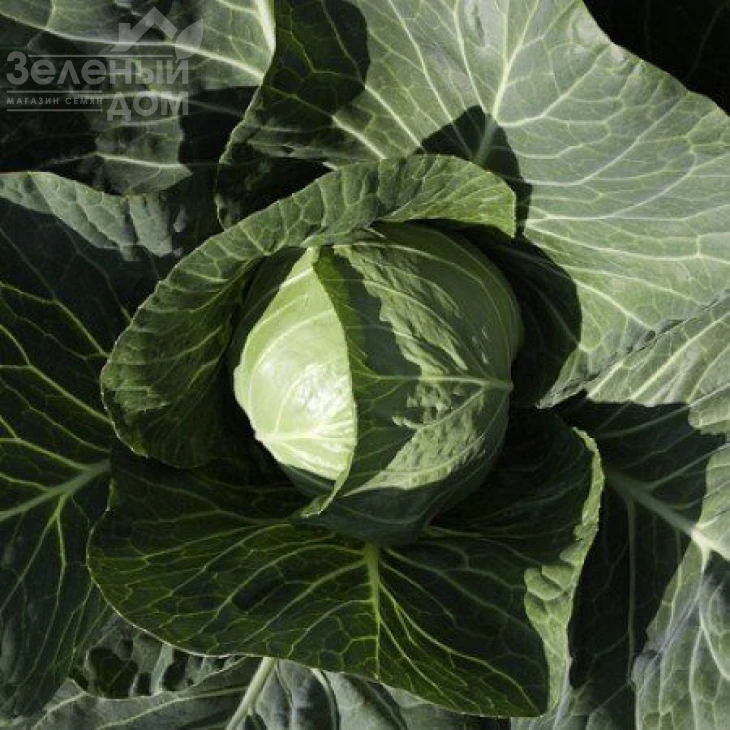 Силема F1 / Cilema F1,65-70 дней фото 2