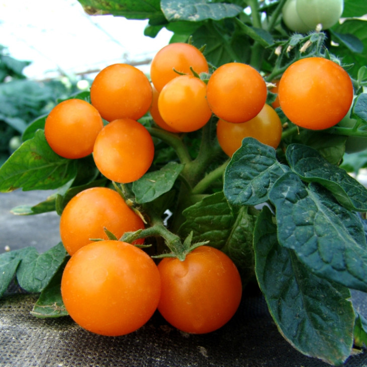 Венус / Venus фото 1