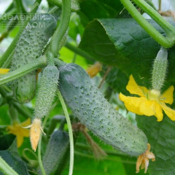 Шакти F1 / Shakti F1,40-45 дней фото 1