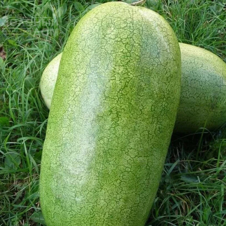 Чарльстон Грей / Charleston Grey,75 - 80 дней фото 1