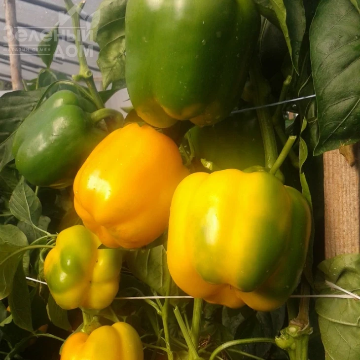 Девито F1 / Devito F1 фото 3