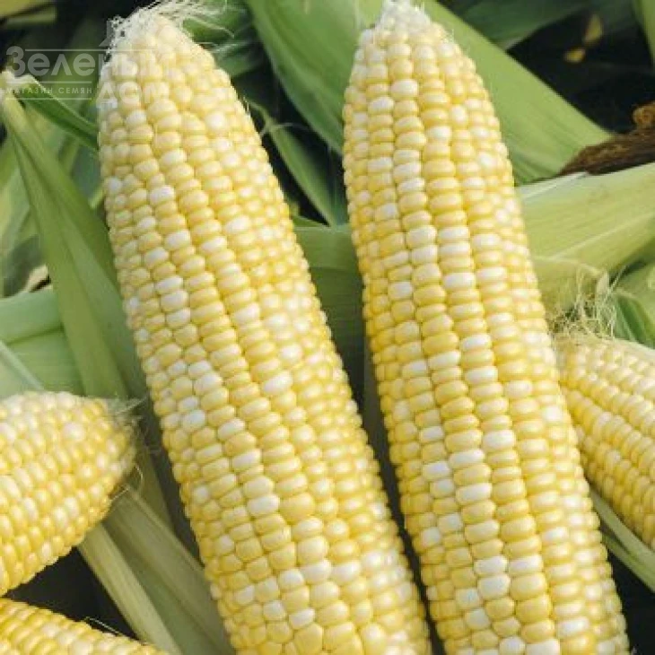 Рамондиа F1 / Ramondia F1,65-70 дней фото 1