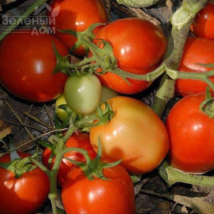 Каваліно Россо F1 / Cavalino Rosso F1 фото 1