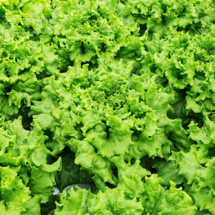 Кайпіра / Caipira фото 2