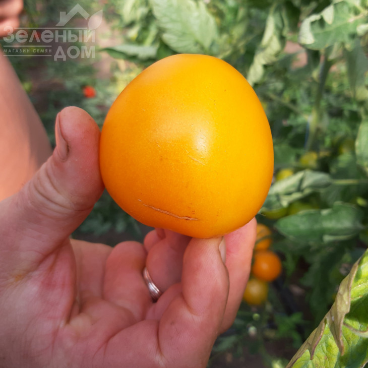 Гобі F1 / Gobi F1, 65-70 днів фото 1