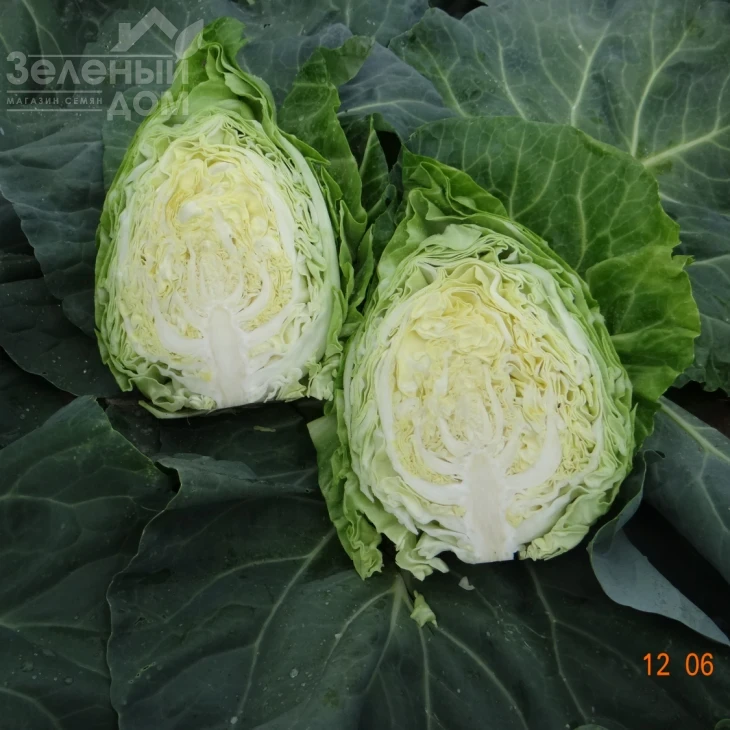 Пилон F1 / Pylon F1,51-57 дней фото 2