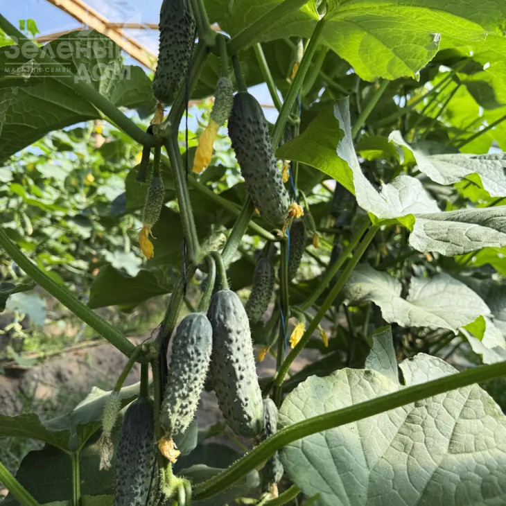 Міраж F1 / Mirazh F1  фото 1