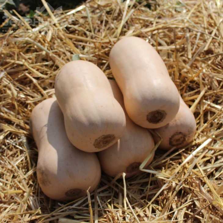 Плуто F1 / Pluto F1,85-100 дней фото 1