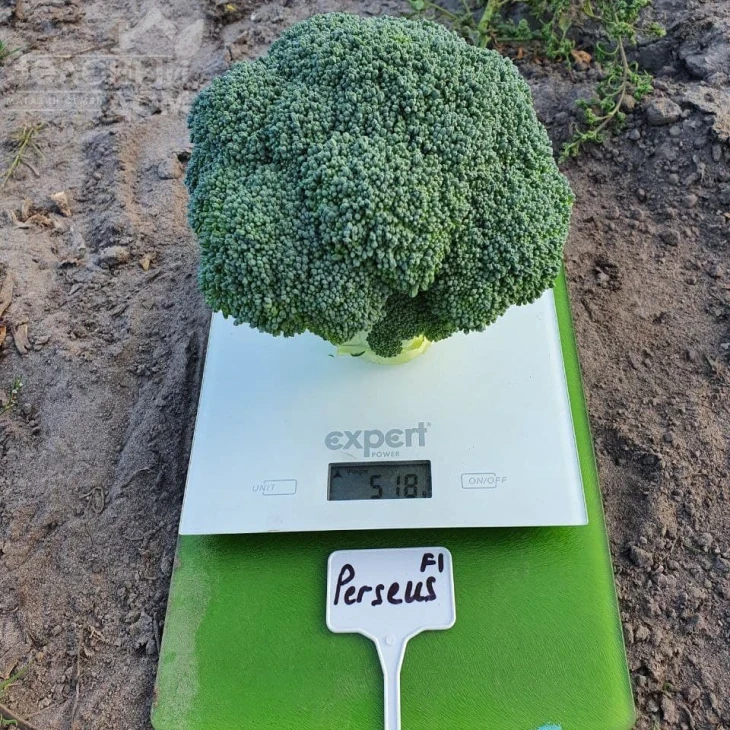 Персеус F1 / Perseus F1, 70-80 дней фото 1