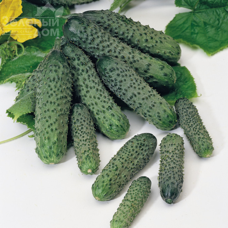 Пасалімо F1 / Pasalimo F1,40-42 дні фото 1