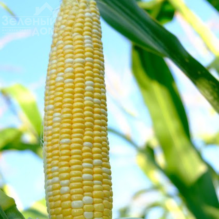 Прерія F1 / Preriya F1, 68-72 днів  фото 1