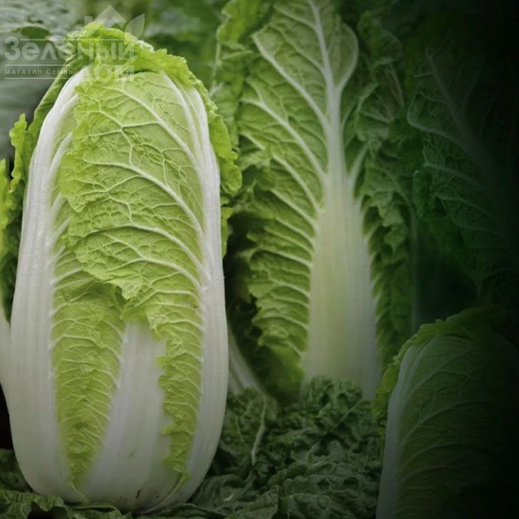 Марио F1 / Mario F1,62-65 дней фото 2