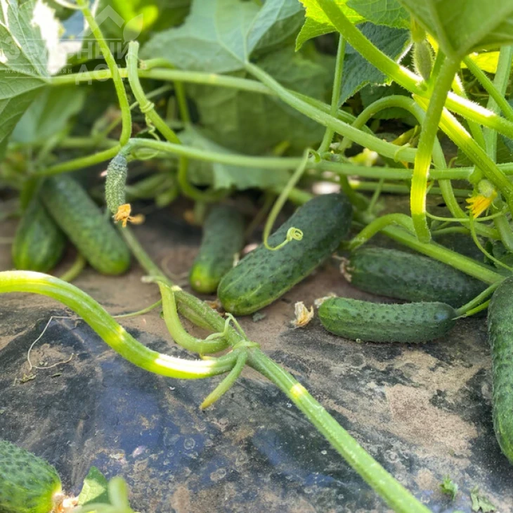 Рубинштейн F1 / Rubinstein F1 фото 1