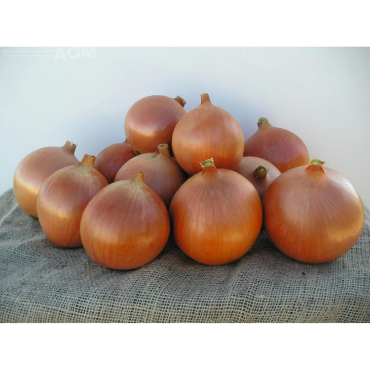 Монделла F1 / Mondella F1,105-110 днів фото 1