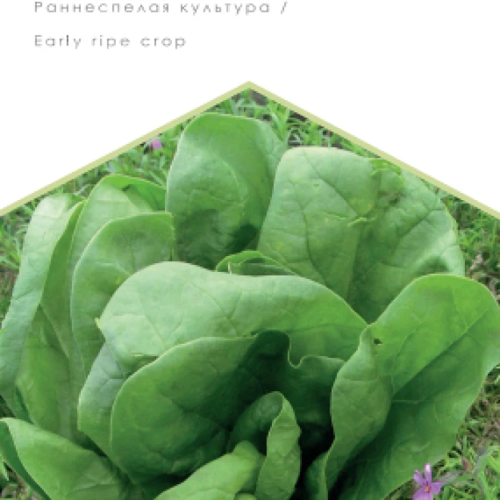 Широколистный / Shyrokolistnui фото 1