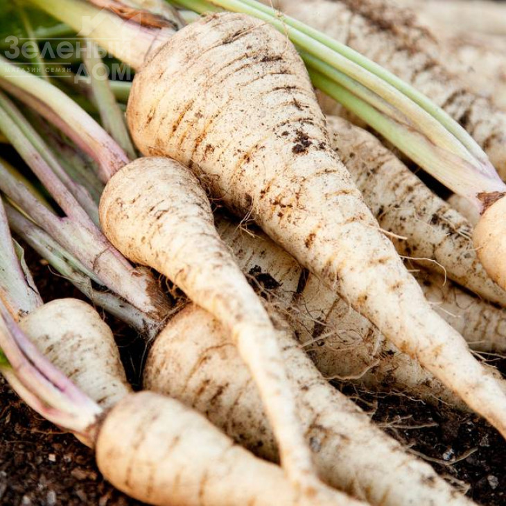 Довгий білий / Dlouhy bily,150-160 днів фото 1