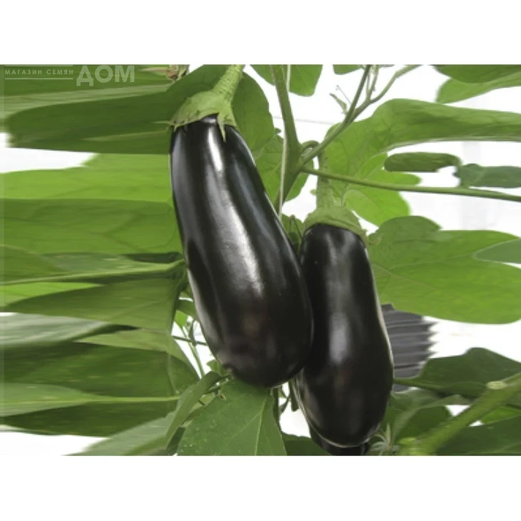 Мадалена F1 / Madalena F1,90-105 дней фото 2