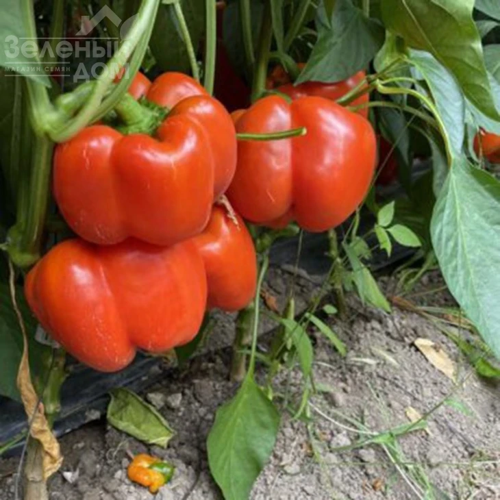 Оранж босс F1 / Orange boss F1, 55-60 дней фото 2