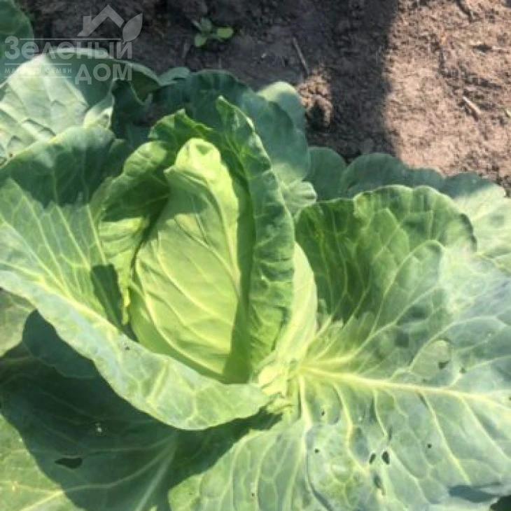 Агро F1 / Agro F1,55-60  дней фото 2