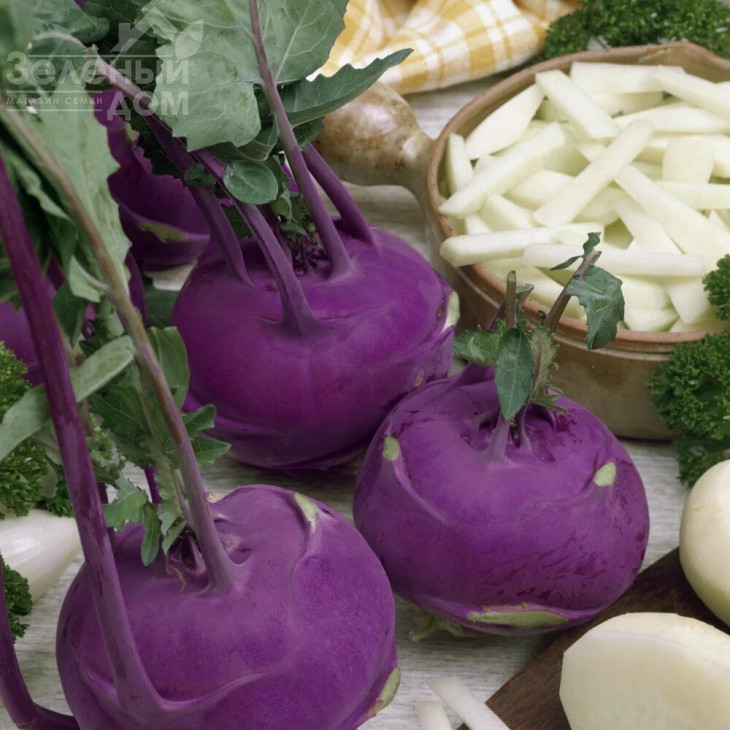 Азур / Azur,50-60 днів фото 1