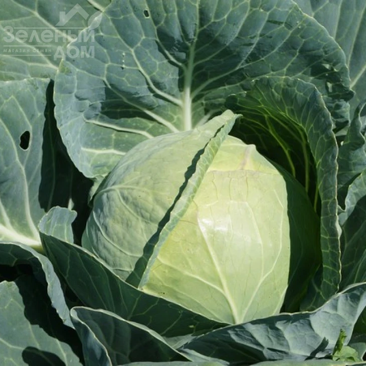 Сир F1 / Sir F1,60 дней фото 2