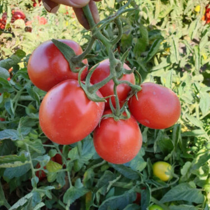 9969 F1 / 9969 F1, 105 дней фото 2