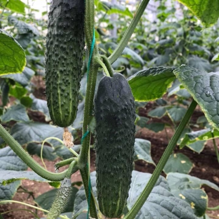 Ратнік(315) F1 / Ratnik(315) F1,33-35 днів фото 1