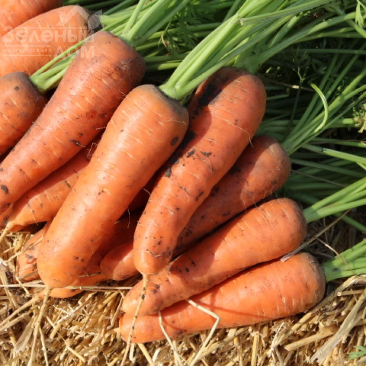 Танжерина F1 / Tanjerina F1,110 дней фото 1