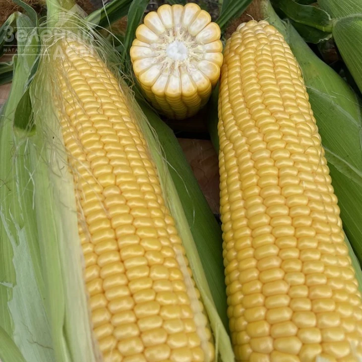 Нокаут F1 / Nokaut F1,80-82 дня фото 6