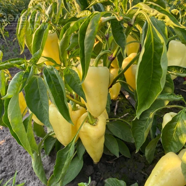 Хеопс F1 / Heops F1,60-63 дня фото 2