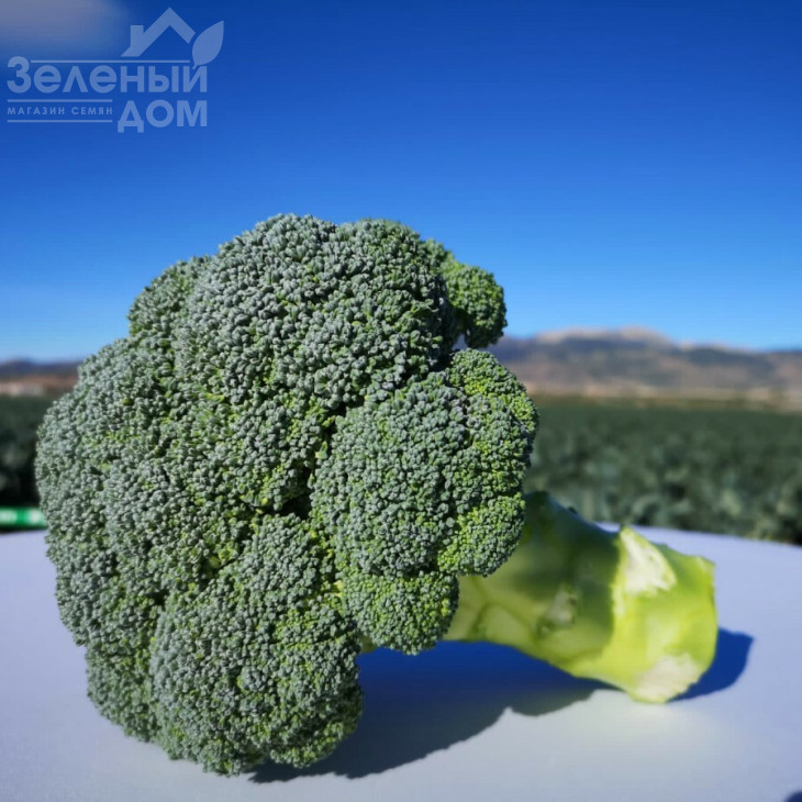 Персеус F1 / Perseus F1, 70-80 днів фото 4