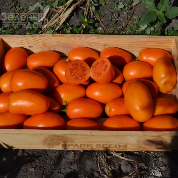 Оранж Плам F1 / Orange Plam,100 дней фото 3