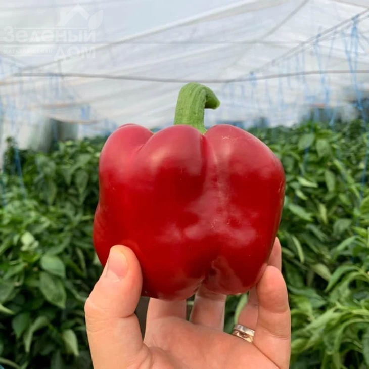 Банкерс F1 / Bancers F1 фото 3